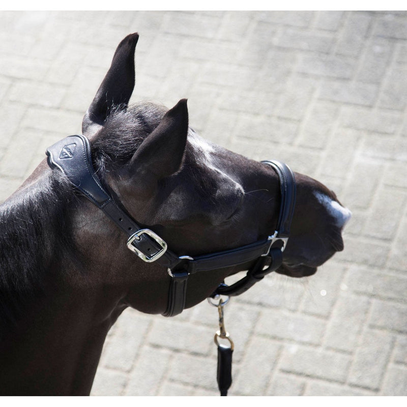 LeMieux Anatomic Leather Headcollar | On The Bit Tack and Apparel in Canada